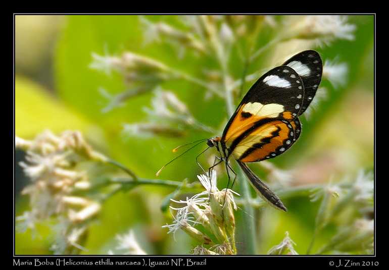 maria-boba-Heliconius-ethilla-narcaea _5977a